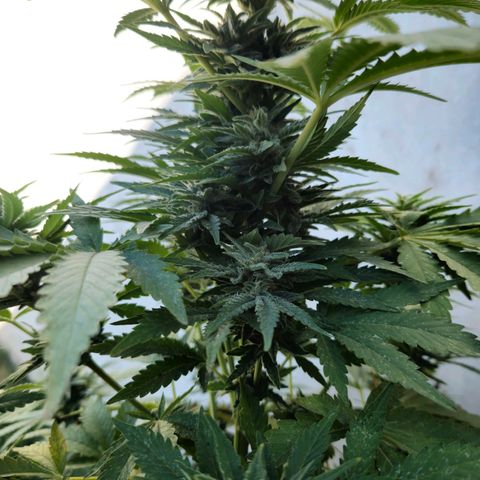 Ginny growlog timeline photo