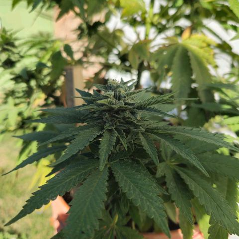 Ginny growlog timeline photo