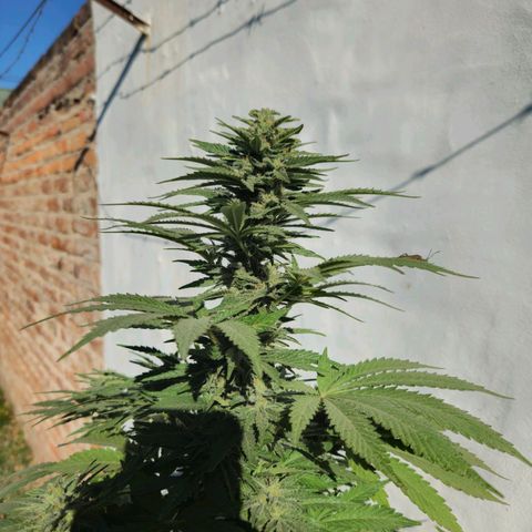 Ginny growlog timeline photo