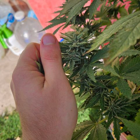 Ginny growlog timeline photo