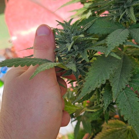 Ginny growlog timeline photo