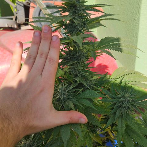 Ginny growlog timeline photo