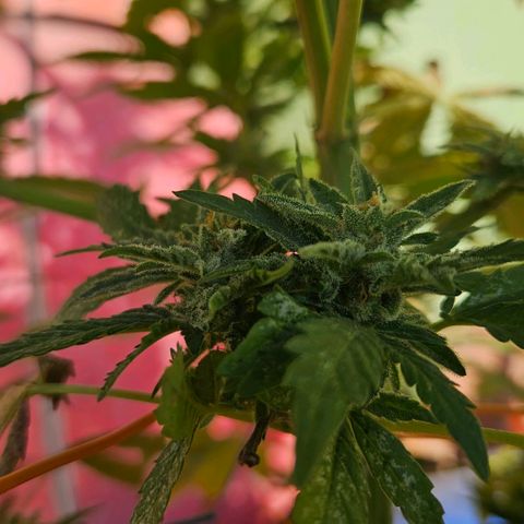 Ginny growlog photo: Corte para probar mañana con mis amigos 