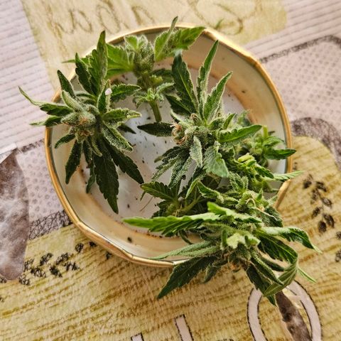 Ginny growlog photo: Corte para probar mañana con mis amigos 