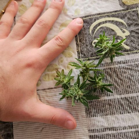 Ginny growlog photo: Corte para probar mañana con mis amigos 