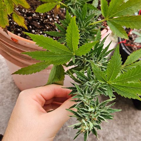 Ginny growlog timeline photo