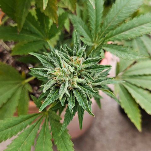 Ginny growlog timeline photo