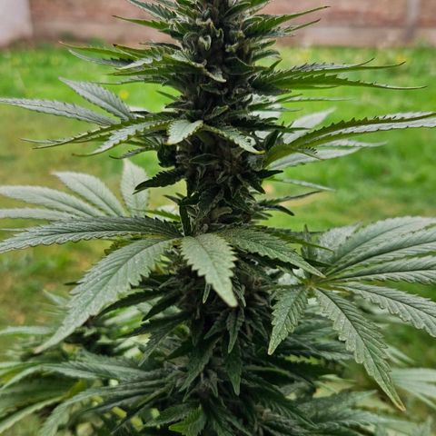 Ginny growlog timeline photo