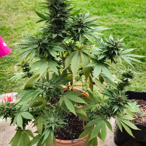 Ginny growlog timeline photo