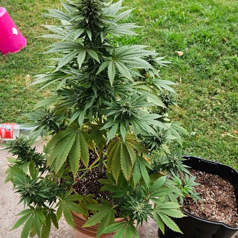 Ginny growlog timeline photo
