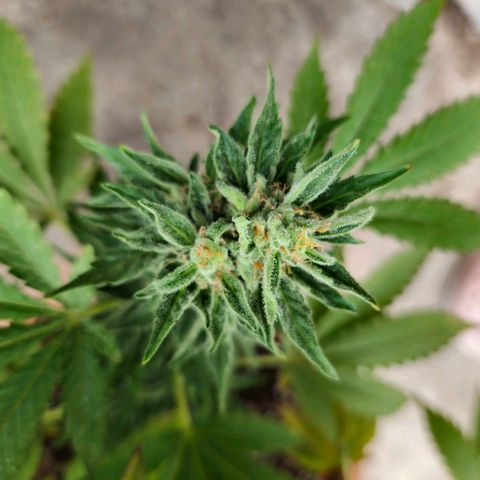 Ginny growlog timeline photo