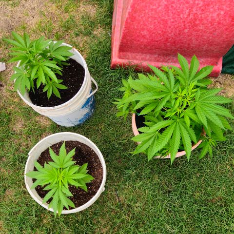 Ginny growlog timeline photo