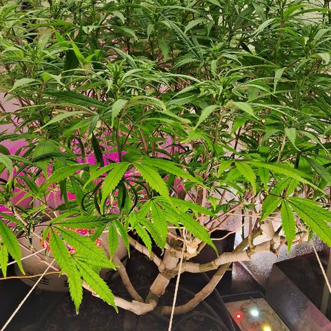 Gaia growlog timeline photo