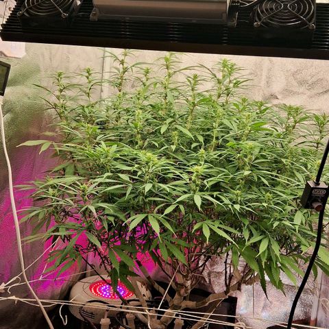 Gaia growlog timeline photo