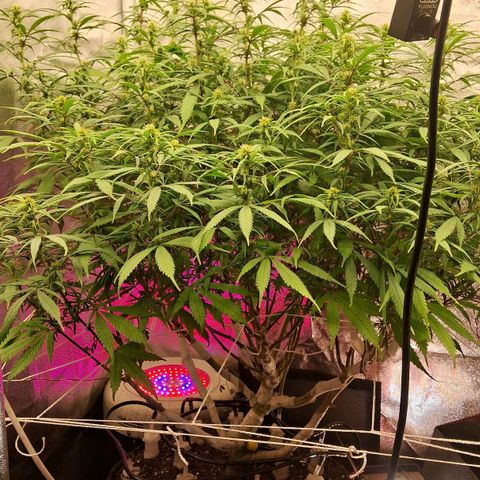 Gaia growlog photo: Consumo 5 litros água/ dia  - 16⁰ dia de flora 