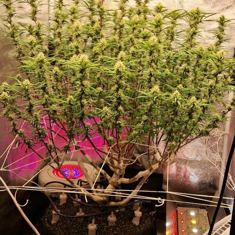 Gaia growlog timeline photo