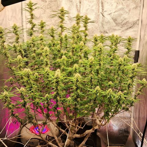 Gaia growlog timeline photo