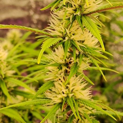 Gaia growlog timeline photo