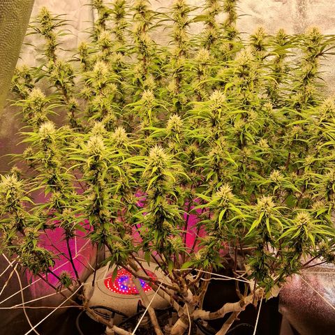 Gaia growlog photo: Led superior em 100% ( 320w) led lateral em 80% ( 240w) leds inferiores ligados 