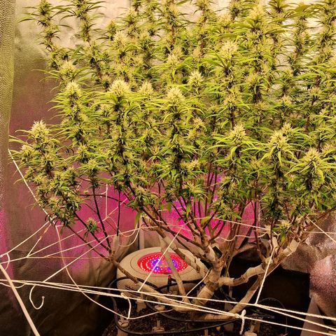 Gaia growlog photo: Percebi que Gaia prefere um pouco mais de humidade no solo , fiz a rega por cima e adicionei mais 2 litros de água no fundo do vaso ( que estava mais seco ) . Buds deram uma engordada 