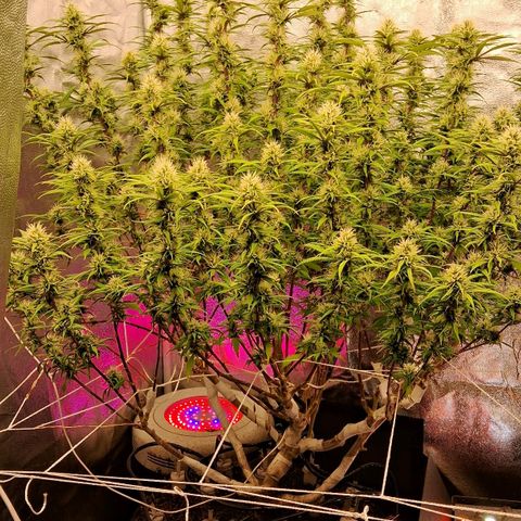 Gaia growlog photo: Percebi que Gaia prefere um pouco mais de humidade no solo , fiz a rega por cima e adicionei mais 2 litros de água no fundo do vaso ( que estava mais seco ) . Buds deram uma engordada 