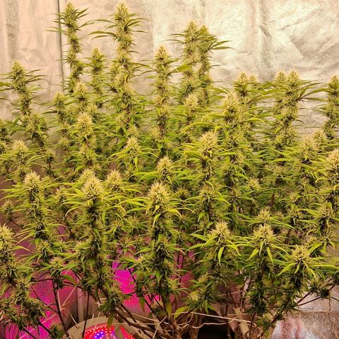 Gaia growlog photo: Buds comecando a engordar ... triclomas começando a aparecer ... pelo jeito será uma flora longa ( acredito entre 10 e 12 semanas ) vamos ver ! 