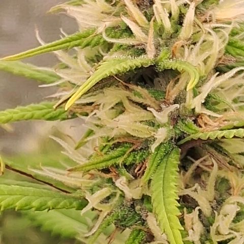 Gaia growlog photo: Buds comecando a engordar ... triclomas começando a aparecer ... pelo jeito será uma flora longa ( acredito entre 10 e 12 semanas ) vamos ver ! 