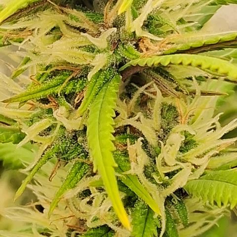 Gaia growlog photo: Buds comecando a engordar ... triclomas começando a aparecer ... pelo jeito será uma flora longa ( acredito entre 10 e 12 semanas ) vamos ver ! 
