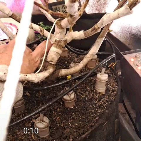 Gaia growlog timeline photo