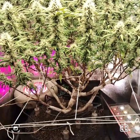 Gaia growlog photo: Gaia consumindo aproximadamente 6litros agua /dia , buds engordando , abaixei a intensidade do Led lateral para 80% (as folhas próximas estavam c indícios de queima luminosa ) 