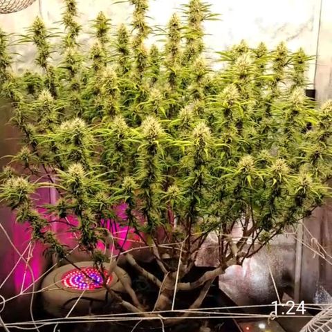 Gaia growlog timeline photo
