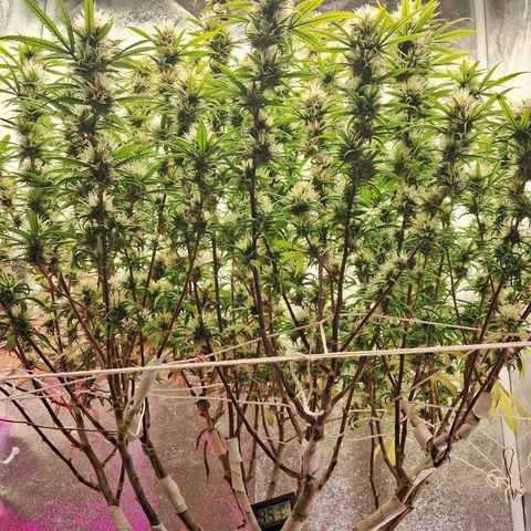 Gaia growlog photo: Gaia consumindo aproximadamente 6.5 litros /dia ( água + churume + bacterias processadoras de calcio + melasso + B52 e Blue heaven ( meia dose ambos ) - temperatura hj muito alta ( abaixei intensidade do led lateral p 40% ) 