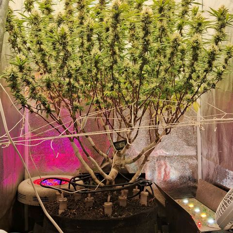 Gaia growlog photo: Gaia consumindo aproximadamente 6.5 litros /dia ( água + churume + bacterias processadoras de calcio + melasso + B52 e Blue heaven ( meia dose ambos ) - temperatura hj muito alta ( abaixei intensidade do led lateral p 40% ) 