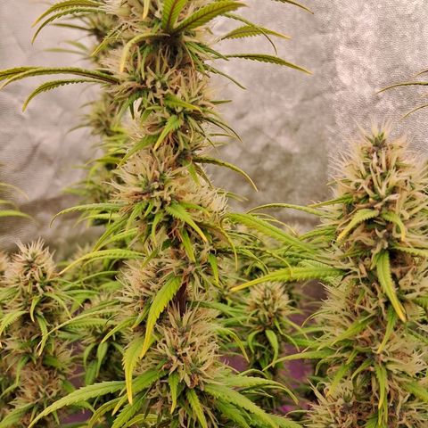 Gaia growlog photo: Gaia consumindo aproximadamente 6.5 litros /dia ( água + churume + bacterias processadoras de calcio + melasso + B52 e Blue heaven ( meia dose ambos ) - temperatura hj muito alta ( abaixei intensidade do led lateral p 40% ) 