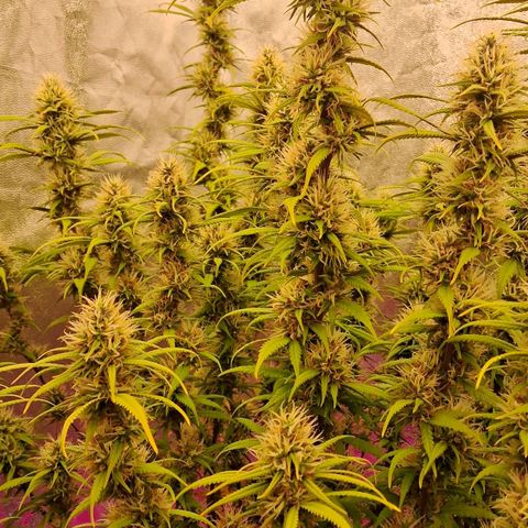 Gaia growlog photo: Gaia consumindo aproximadamente 6.5 litros /dia ( água + churume + bacterias processadoras de calcio + melasso + B52 e Blue heaven ( meia dose ambos ) - temperatura hj muito alta ( abaixei intensidade do led lateral p 40% ) 