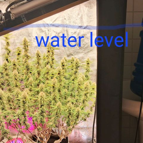 Gaia growlog photo: Aumentei a altura do reservatorio dagua , deixei no mesmo nível dos Top Buds. Percebi que Gaia gosta de maior pressão osmotica sobre as raízes . 