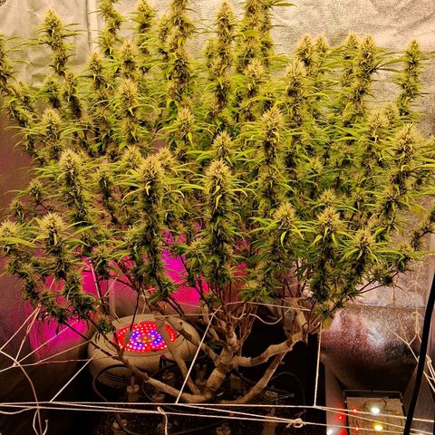 Gaia growlog photo: Aumentei a altura do reservatorio dagua , deixei no mesmo nível dos Top Buds. Percebi que Gaia gosta de maior pressão osmotica sobre as raízes . 