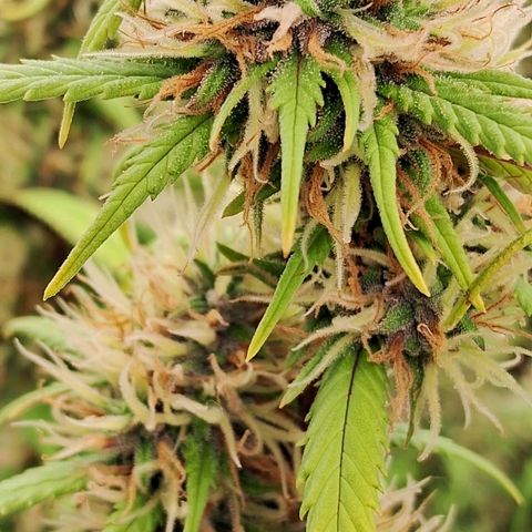Gaia growlog photo: Aplicação de chá aerado hj - início 
