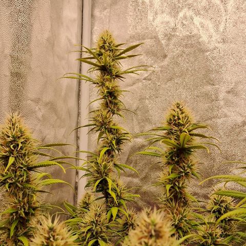 Gaia growlog photo: Aplicação de chá aerado hj - início 