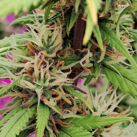 Gaia growlog photo: Aplicação de chá aerado hj - início 