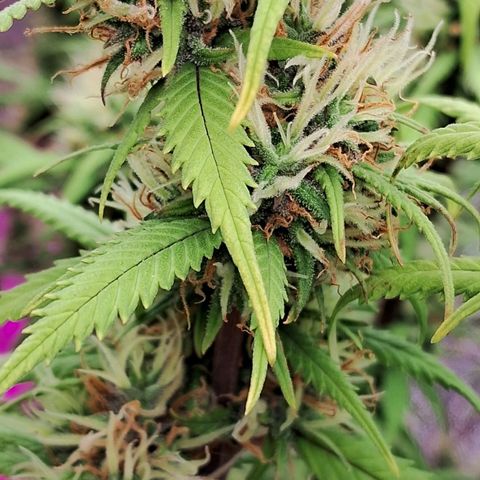 Gaia growlog photo: Aplicação de chá aerado hj - início 