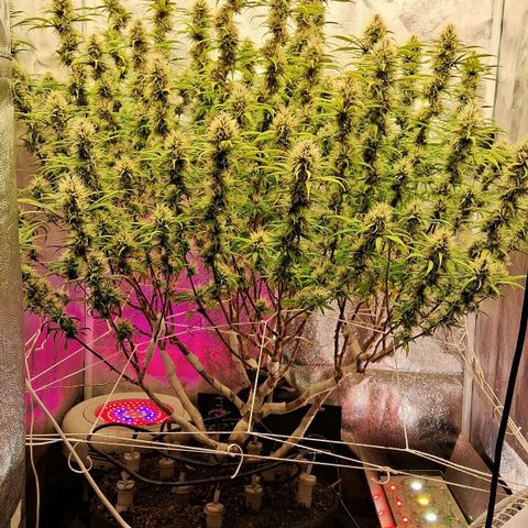 Gaia growlog timeline photo