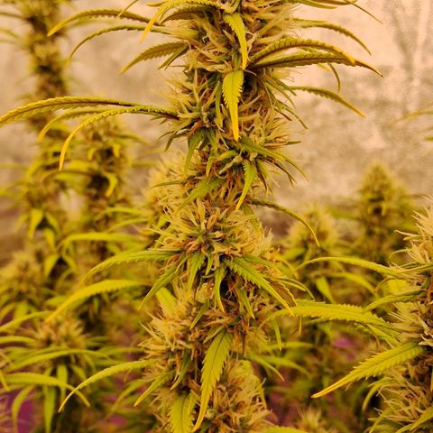 Gaia growlog photo: Aplicação de chá aerado : 3/5 do volume total hj ( 24hs fermentacao ) amanhã de manhã restante da aplicação com 36hs de fermentacao p estratificar o perfil de micro organismos 