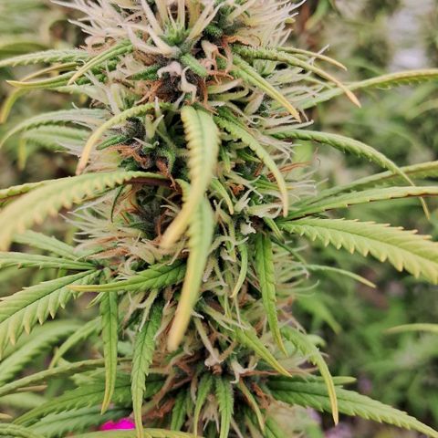 Gaia growlog photo: Aplicação de chá aerado : 3/5 do volume total hj ( 24hs fermentacao ) amanhã de manhã restante da aplicação com 36hs de fermentacao p estratificar o perfil de micro organismos 
