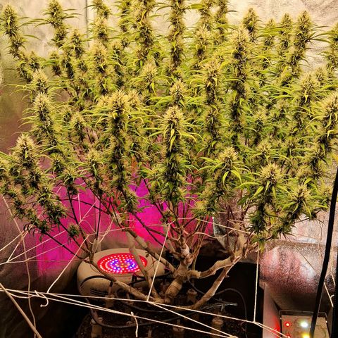 Gaia growlog photo: Aplicação de chá aerado : 3/5 do volume total hj ( 24hs fermentacao ) amanhã de manhã restante da aplicação com 36hs de fermentacao p estratificar o perfil de micro organismos 