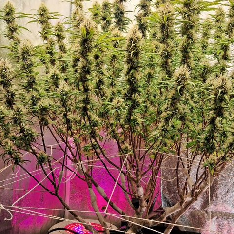 Gaia growlog photo: Aplicação de chá aerado : 3/5 do volume total hj ( 24hs fermentacao ) amanhã de manhã restante da aplicação com 36hs de fermentacao p estratificar o perfil de micro organismos 