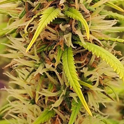 Gaia growlog photo: 6a semana de Flora.  Poda folhas . Rega com chorume 450ppm + melesso 2g/l + blueheaven 1ml/l + B52 + 1ml/l + Chripton ( leonardita corrigindo ph 6.7) ( 785ppm total ) 