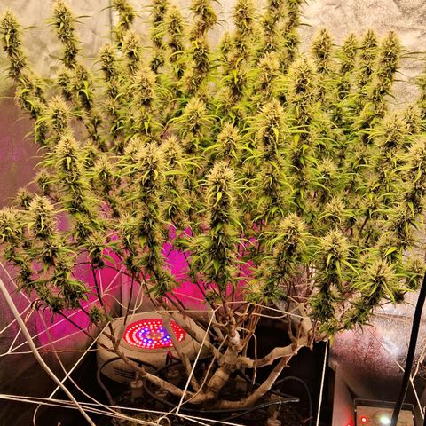 Gaia growlog photo: 6a semana de Flora.  Poda folhas . Rega com chorume 450ppm + melesso 2g/l + blueheaven 1ml/l + B52 + 1ml/l + Chripton ( leonardita corrigindo ph 6.7) ( 785ppm total ) 