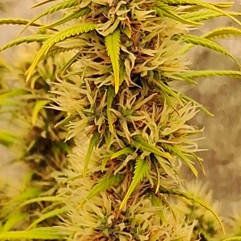 Gaia growlog photo: 6a semana de Flora.  Poda folhas . Rega com chorume 450ppm + melesso 2g/l + blueheaven 1ml/l + B52 + 1ml/l + Chripton ( leonardita corrigindo ph 6.7) ( 785ppm total ) 