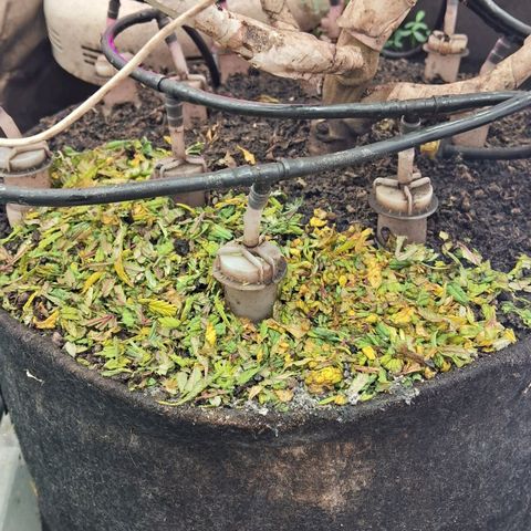 Gaia growlog photo: 6a semana de Flora.  Poda folhas . Rega com chorume 450ppm + melesso 2g/l + blueheaven 1ml/l + B52 + 1ml/l + Chripton ( leonardita corrigindo ph 6.7) ( 785ppm total ) 